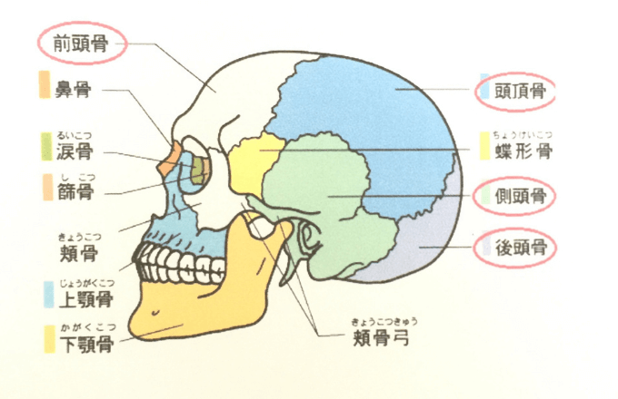 頭蓋骨の構造